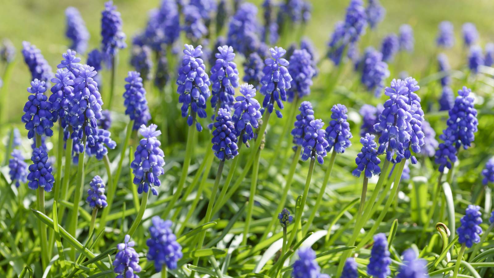 Grape-Hyacinth-Muscari-flowers-dp192636722 Grape Hyacinth (Muscari)