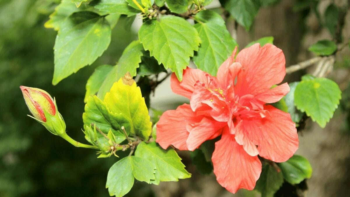 27 Rare Kinds of Hibiscus That Will Take Your Breath Away 10 Hawaiian Furcellatus