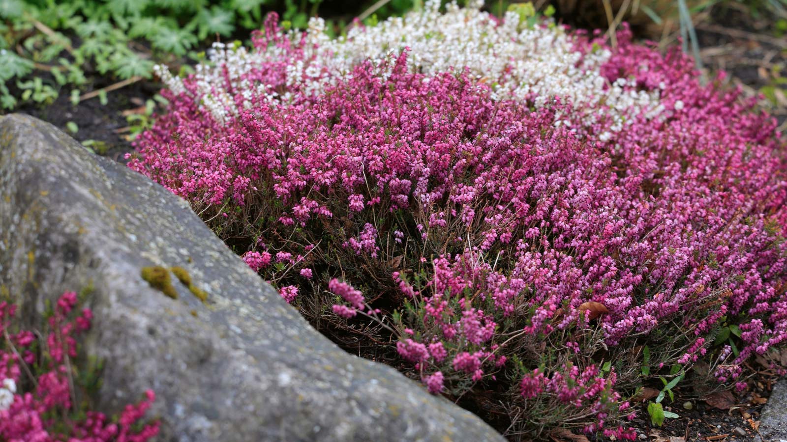 Heather-Erica-carnea-flowers-ss1127412560 Heather (Erica carnea) flowers