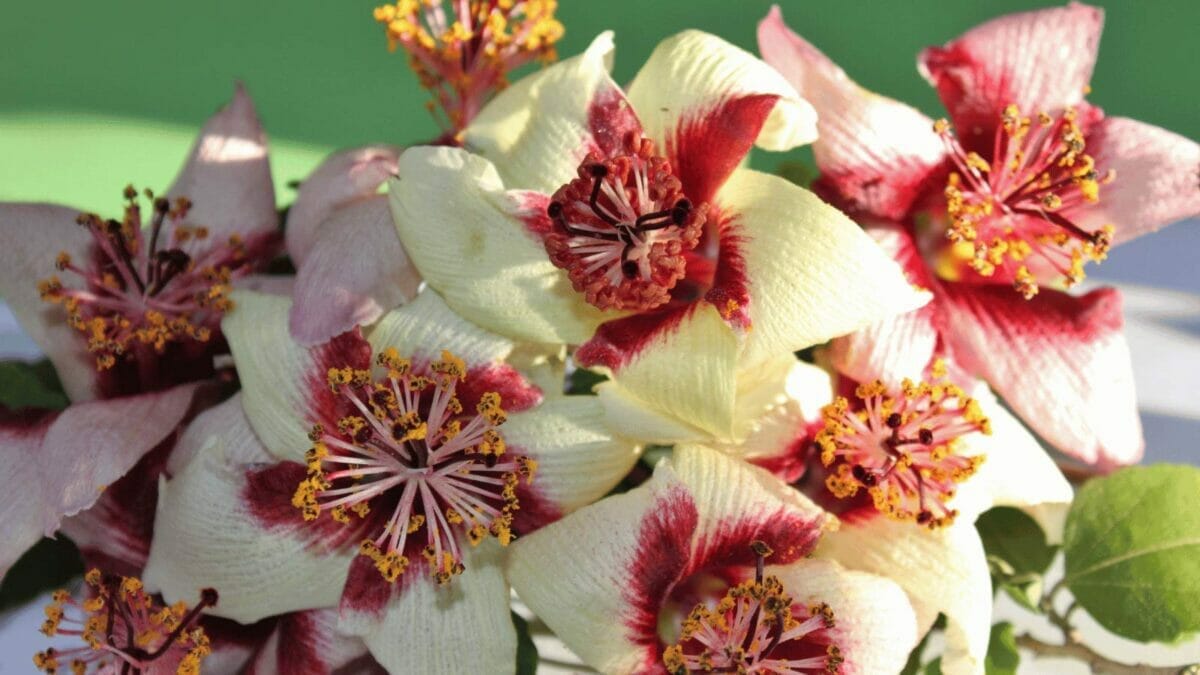 27 Rare Kinds of Hibiscus That Will Take Your Breath Away 13 Phillip Island hibiscus