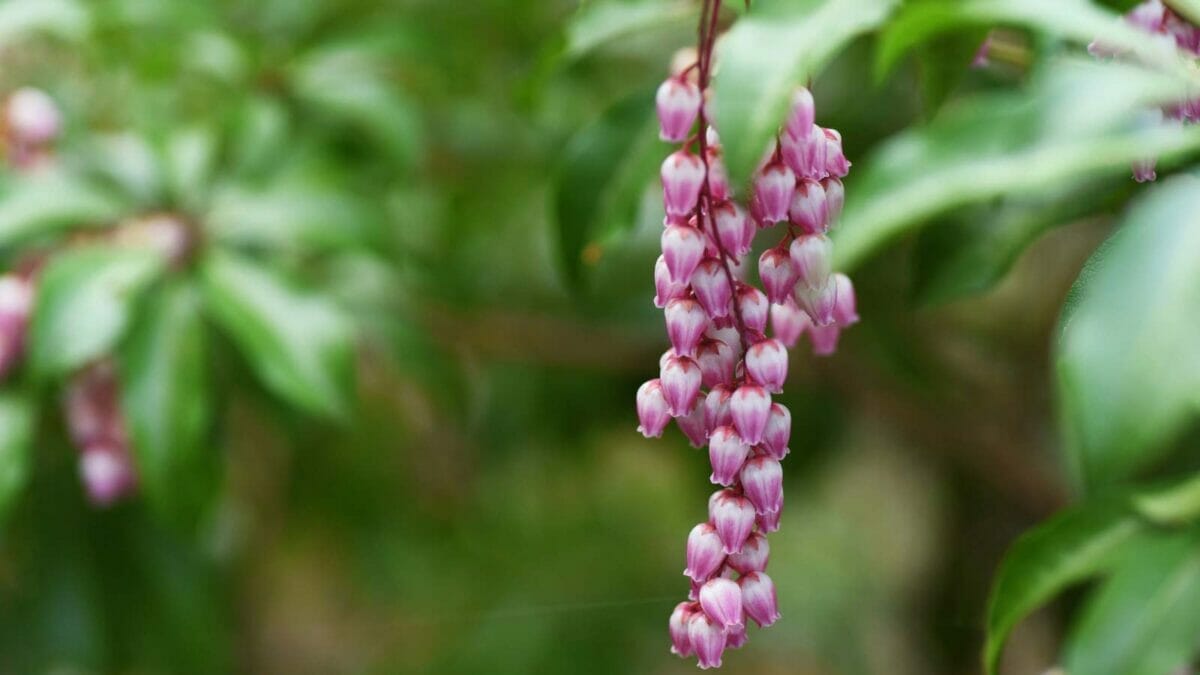 15 Evergreen Shrubs That Redefine Year-Round Curb Appeal 6 15 Evergreen Shrubs That Redefine Year-Round Curb Appeal - Japanese Andromeda Pieris japonica flowers dp646671126