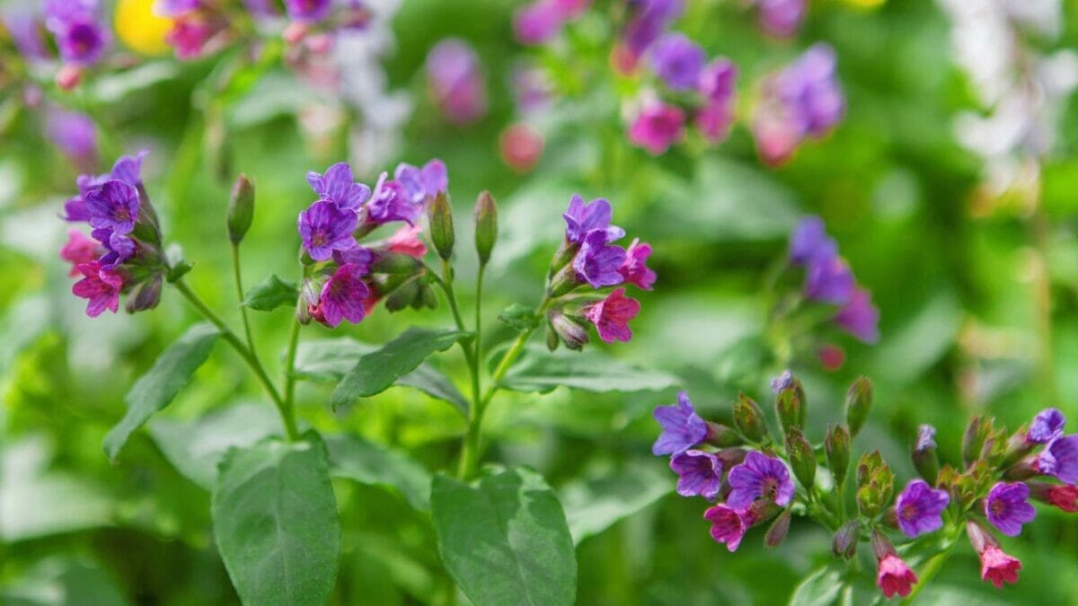 15 Hardy Self-Seeding Perennials to Crowd Out Weeds - Lungwort Pulmonaria flowers dp19907257
