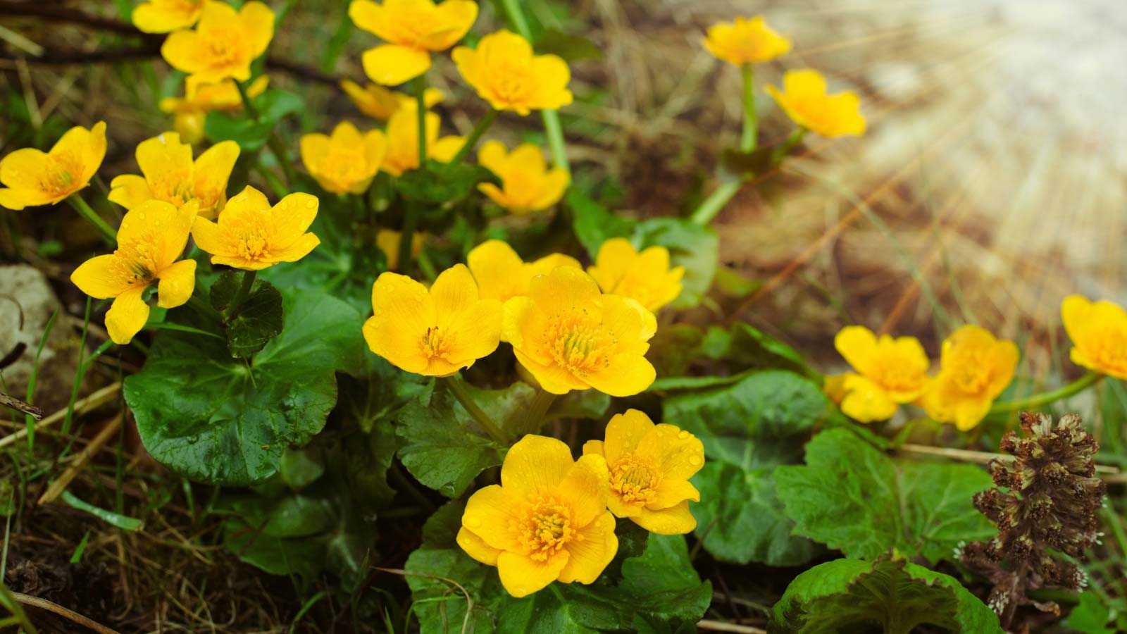 Marsh-Marigold-Caltha-palustris-flowers-dp452509742 Marsh Marigold (Caltha palustris) flowers