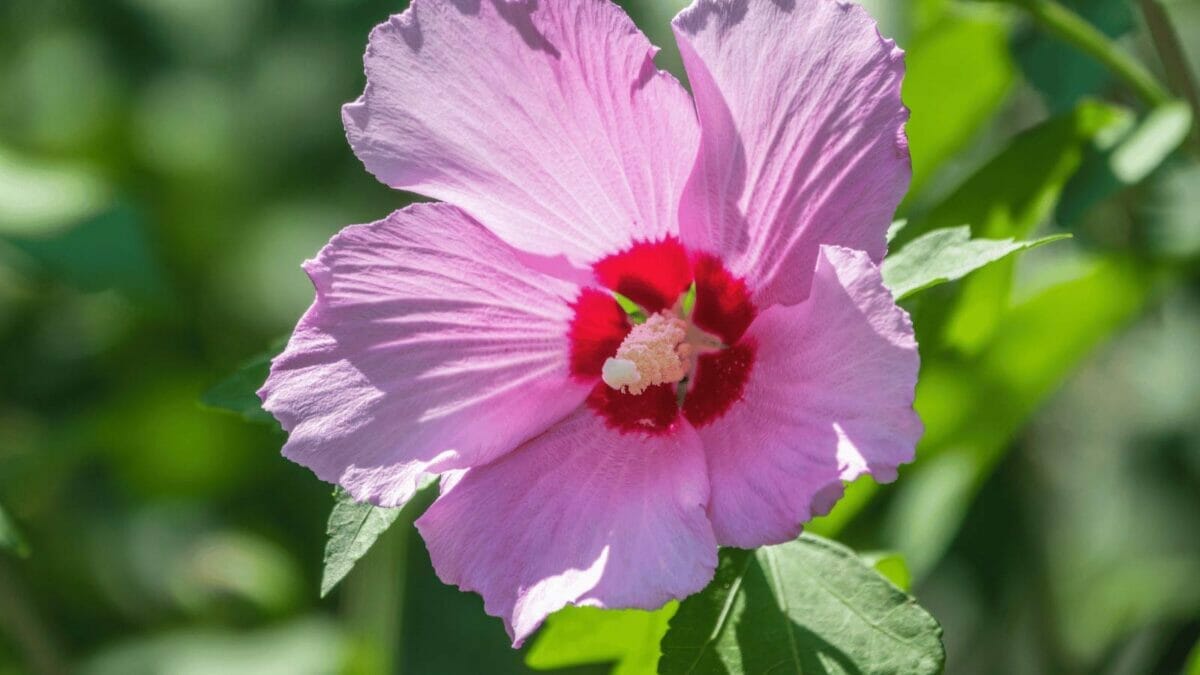 27 Rare Kinds of Hibiscus That Will Take Your Breath Away 16 Moscheutos Hibiscus
