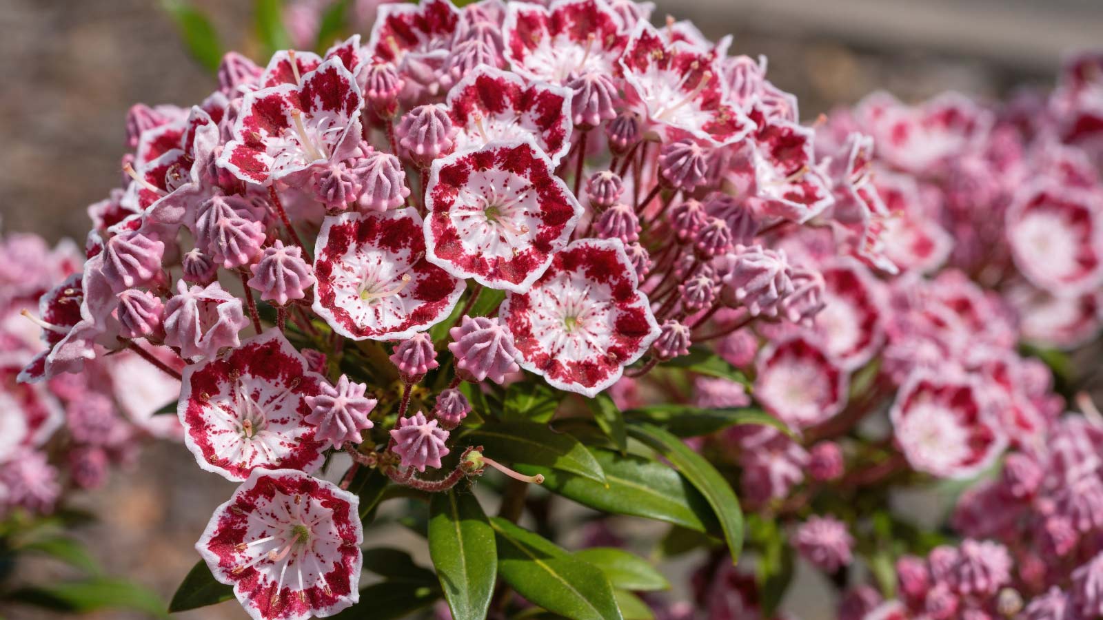 Mountain-Laurel-Kalmia-latifolia-flowers-dp323609632 Mountain Laurel (Kalmia latifolia) flowers