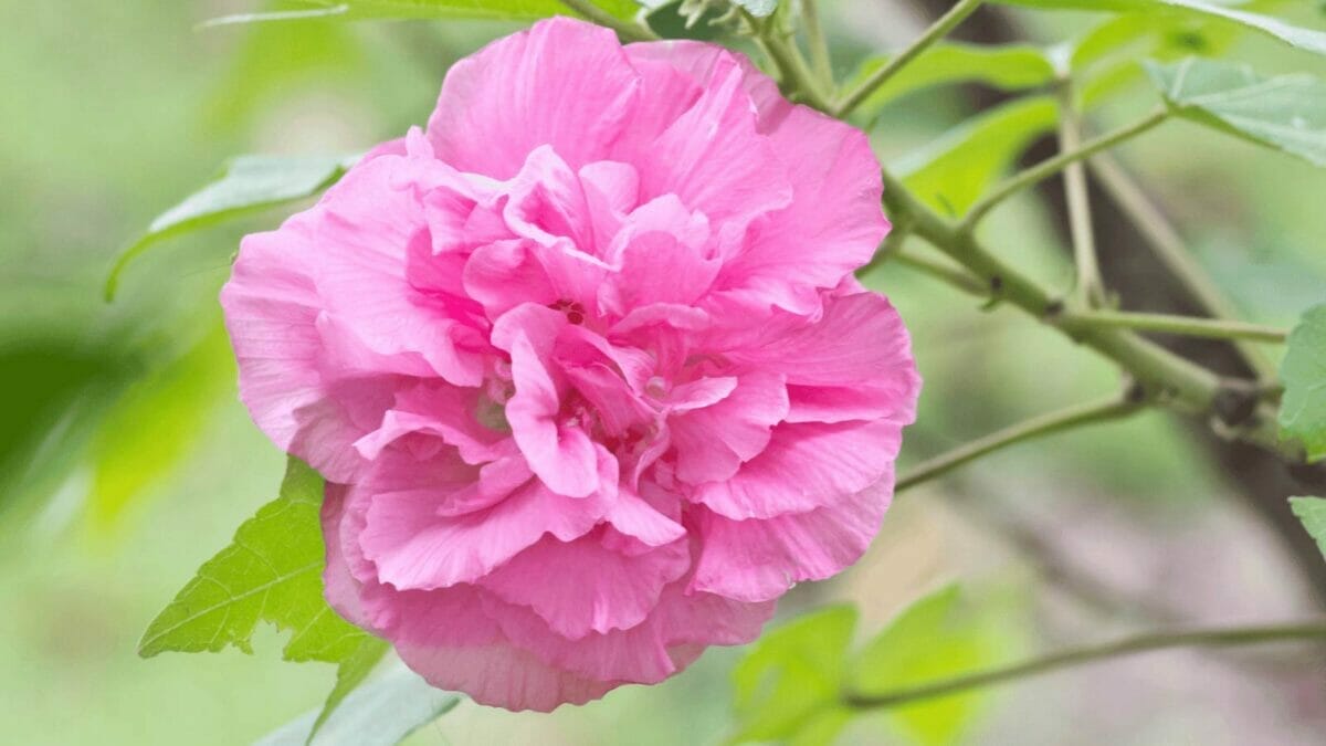 15 Flowers That Look Like Roses but Are Easier to Grow 7 15 Flowers That Look Like Roses but Are Easier to Grow - Mutabilis Hibiscus dp54618287