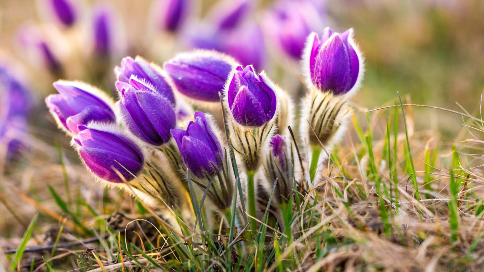 Pasque-Flower-Pulsatilla-flowers-dp190954632 Pasque Flower (Pulsatilla) flowers in a spring morning