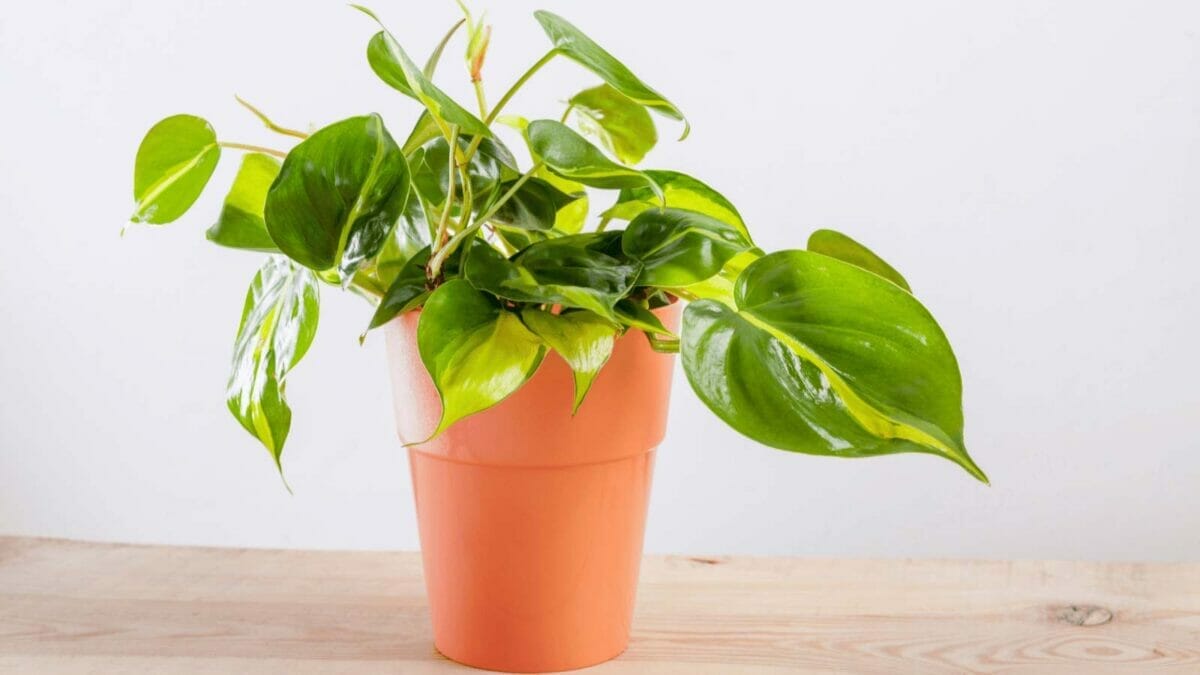 Philodendron vs Pothos: Guide to Know The Plants Like a Pro 2 Philodendron Brasilia