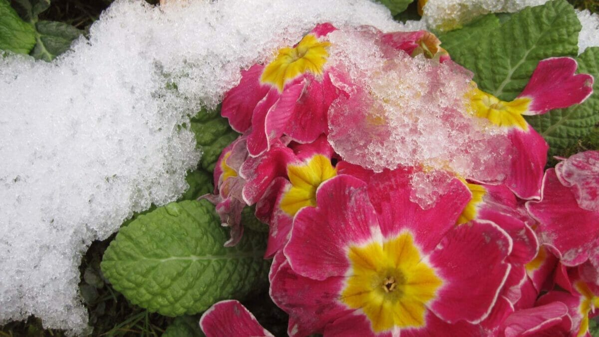 14 Signs in Nature That Predict a Harsh Winter Ahead - Primrose flowers dp40430231