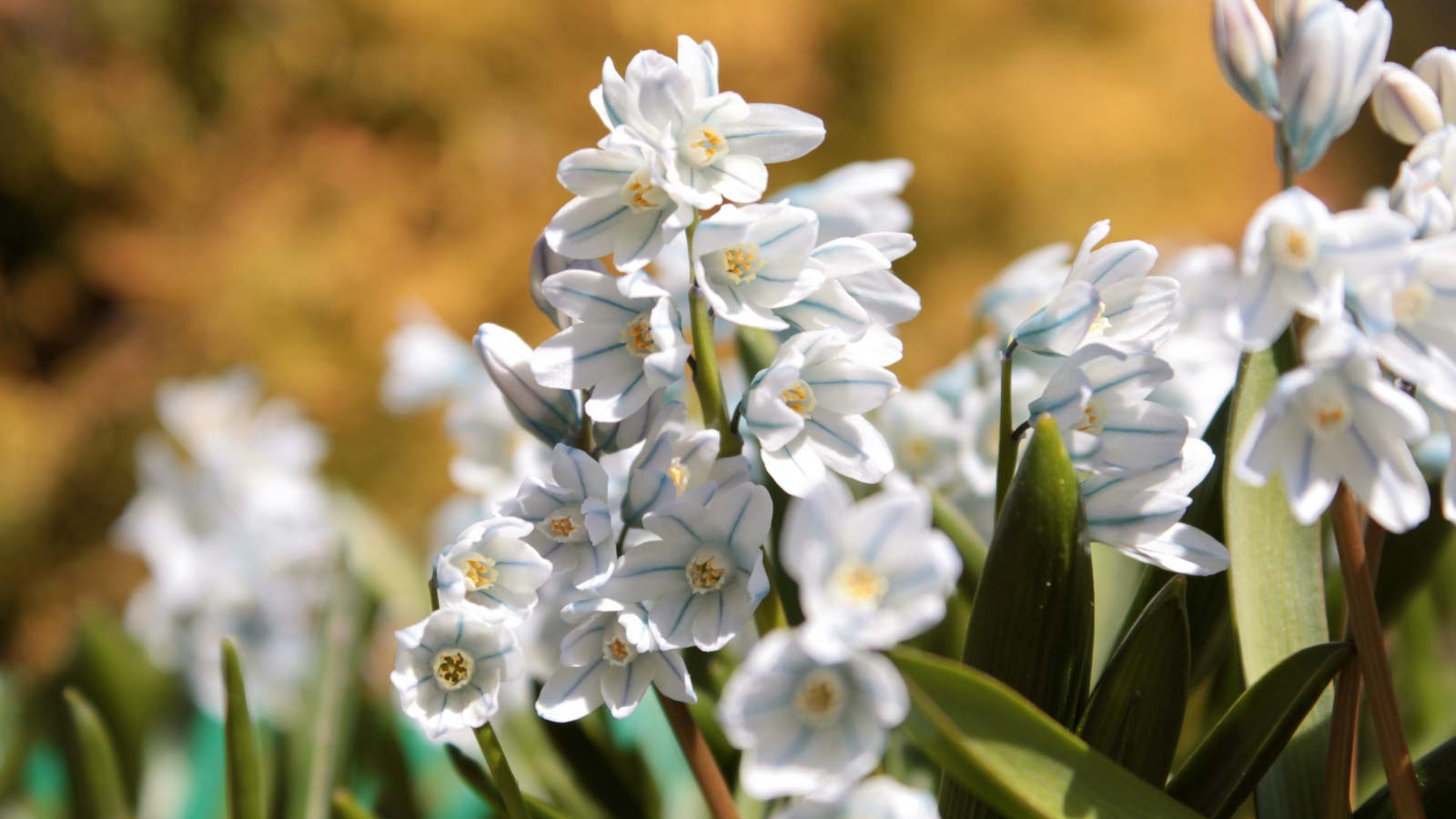 Puschkinia-flowers-dp25805199 Puschkinia flowers