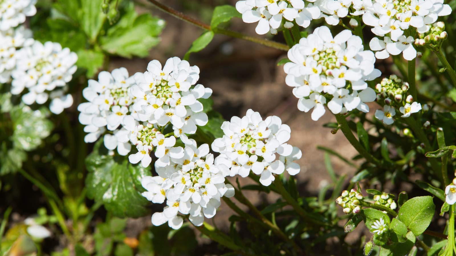 Rock-Cress-Arabis-flowers-ss1736333831 Rock Cress (Arabis) flowers