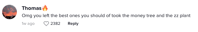 How One Man's Dumpster Dive Turned Into a Houseplant Heaven 4 How One Man's Dumpster Dive Turned Into a Houseplant Heaven - Screen Shot 2023 03 24 at 6.45.57 PM