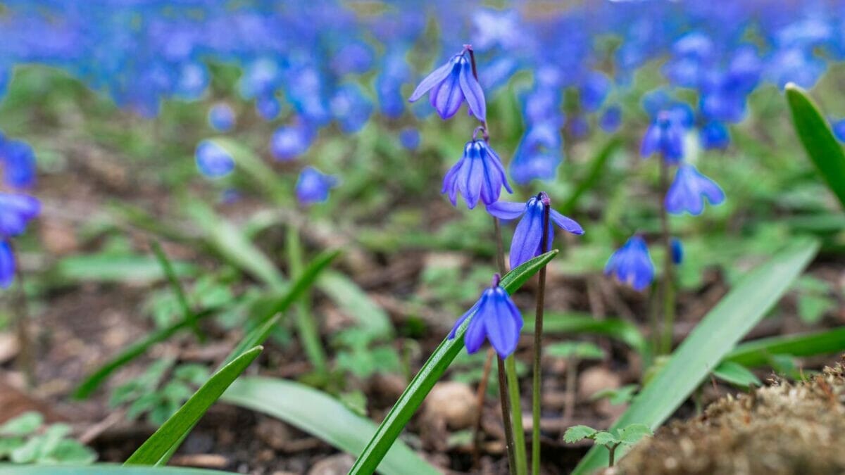 15 Stunning Flowering Bulbs & Tubers for Shady Backyards 4 15 Stunning Flowering Bulbs & Tubers for Shady Backyards - Siberian Squill flowers dp638244800