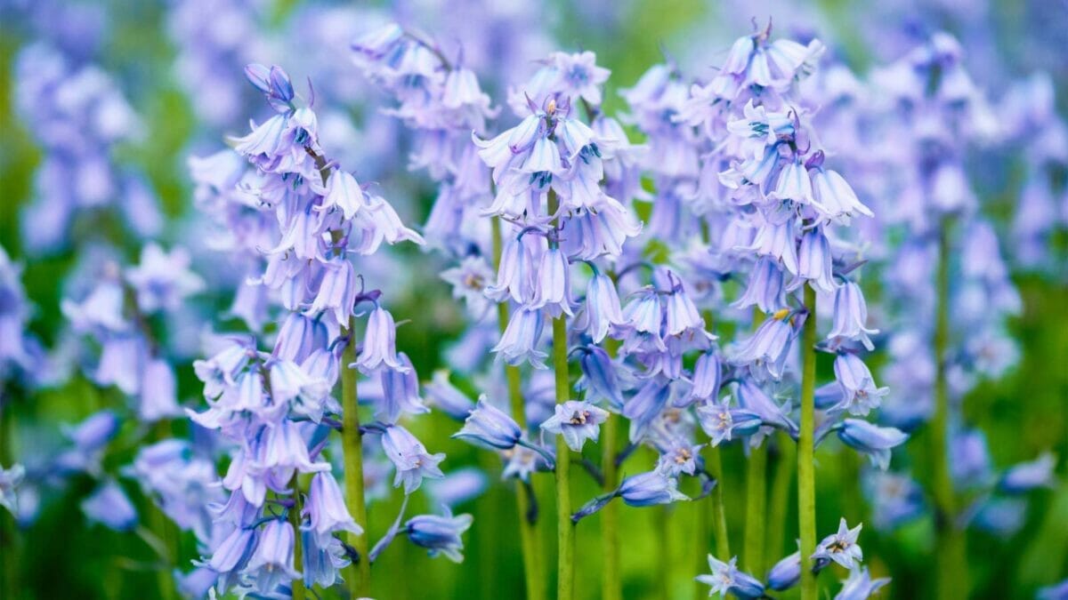 15 Stunning Flowering Bulbs & Tubers for Shady Backyards - Spanish Bluebell Hyacinthoides hispanica flowers dp388228342