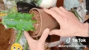 How One Man's Dumpster Dive Turned Into a Houseplant Heaven 1 tiktok houseplant dumpster diving