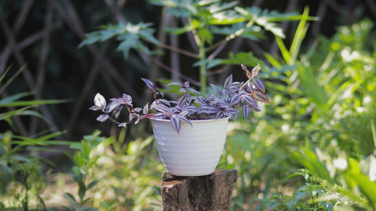 Tradescantia Zebrina / wandering jew