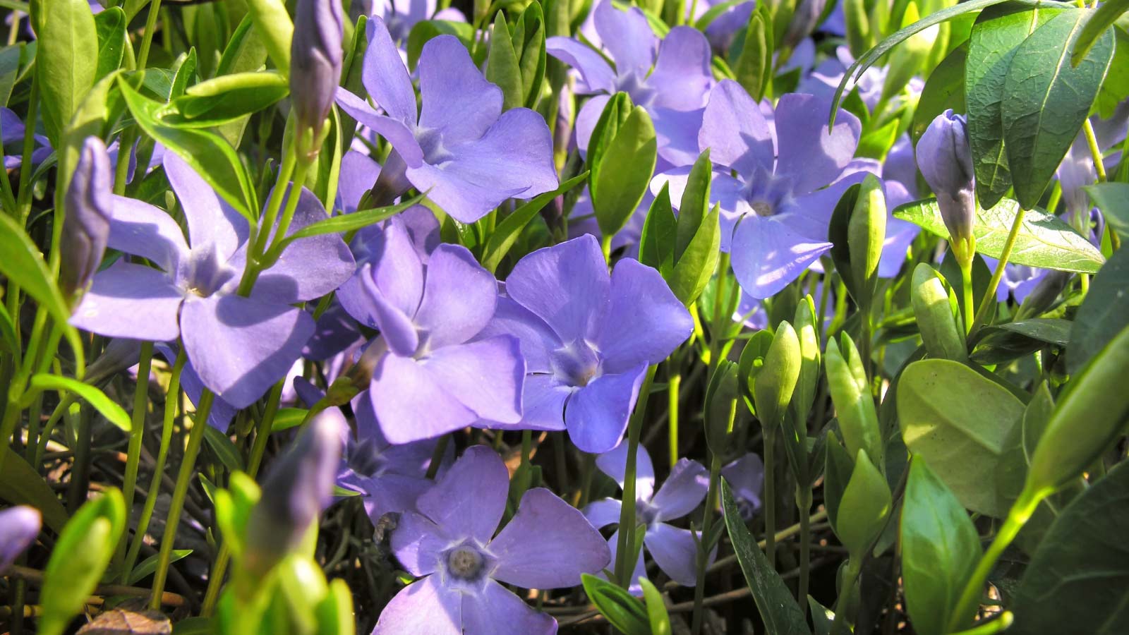 Vinca-Vinca-minor-flowers-dp638063244 Vinca (Vinca minor) flowers in spring