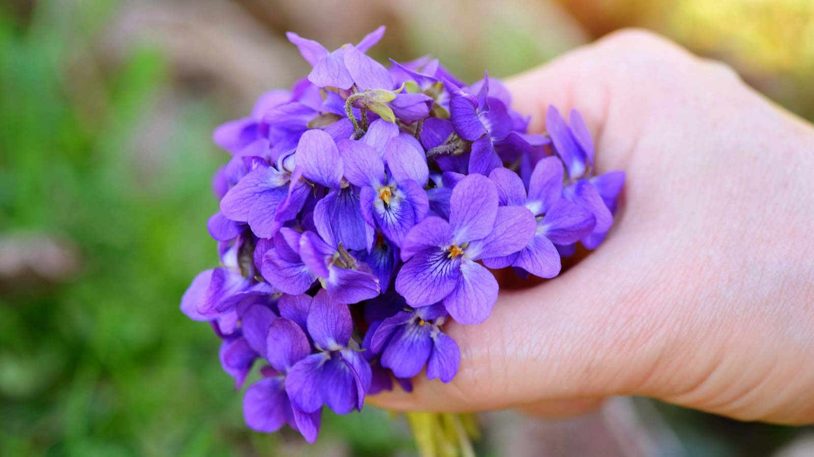 Violets-Viola-flowers-dp152067358 Violets (Viola) flowers