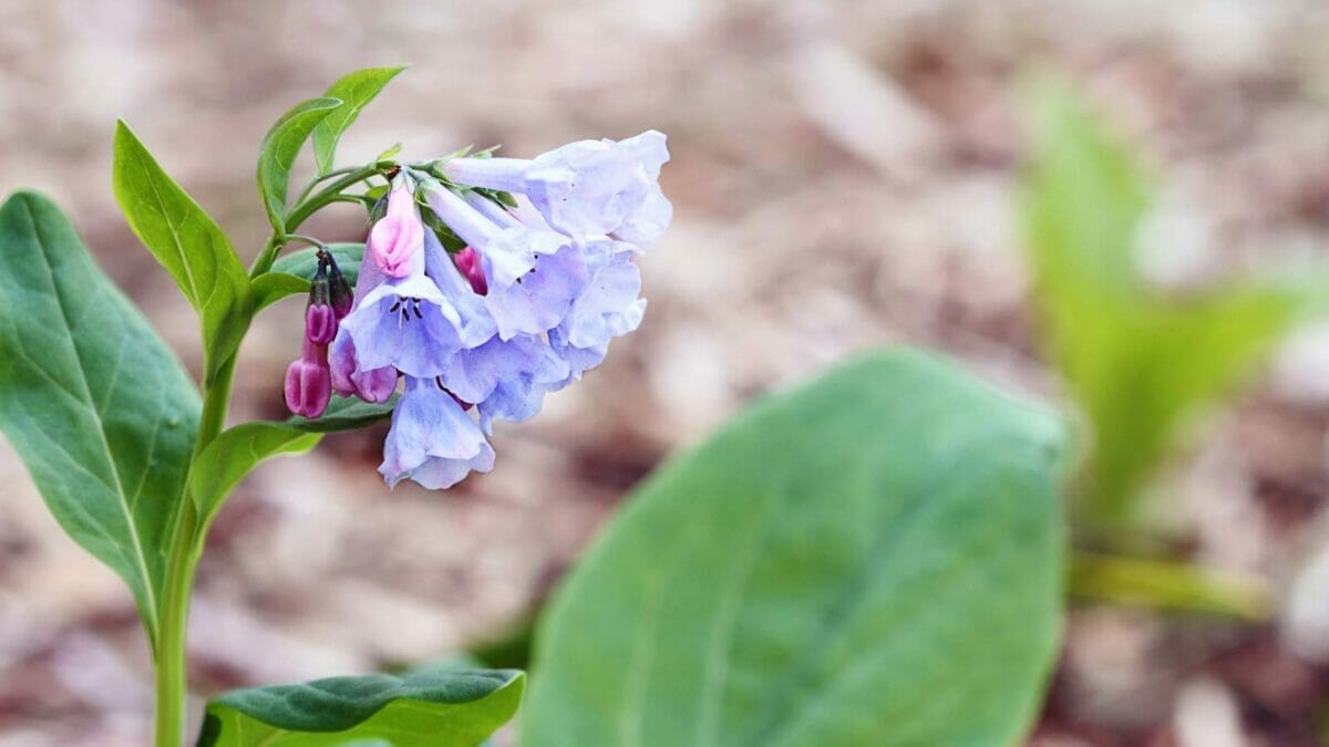 18 Beautiful Native Flowers That Deserve a Spot in Your Garden 19 18 Beautiful Native Flowers That Deserve a Spot in Your Garden - Virginia Bluebells Mertensia virginica flowers dp9783900