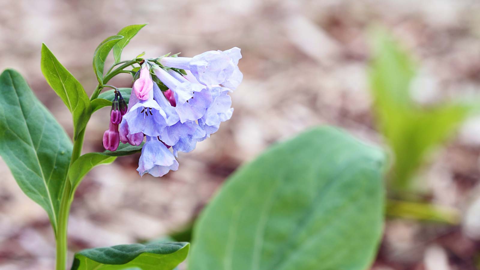 Virginia-Bluebells-Mertensia-virginica-flowers-dp9783900 Virginia Bluebells (Mertensia virginica) flowers