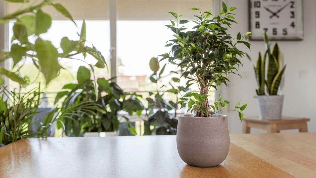 Living Air Purifiers: 13 Hardworking Plants That Purify Your Home's Air 11 Living Air Purifiers: 13 Hardworking Plants That Purify Your Home's Air - Weeping fig Ficus benjamina ss1966827838