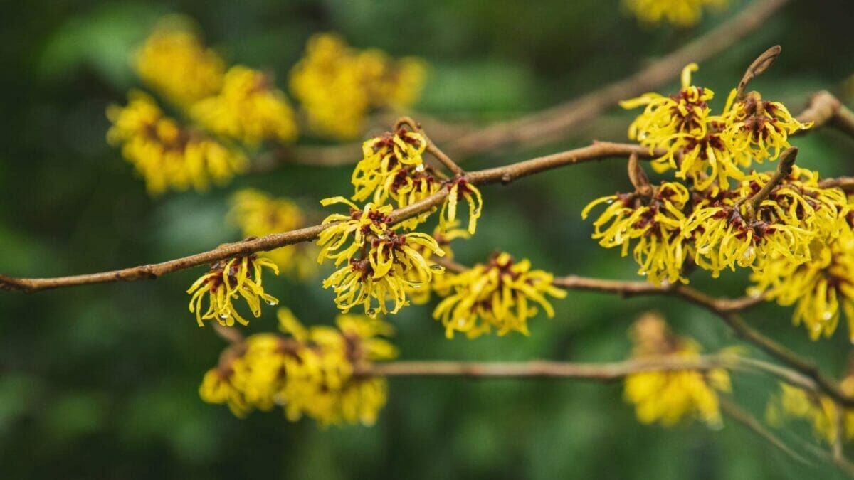 12 Shade-Loving Shrubs That Burst into Bloom During Fall & Winter 6 12 Shade-Loving Shrubs That Burst into Bloom During Fall & Winter - Witch Hazel Hamamelis flowers dp339948258