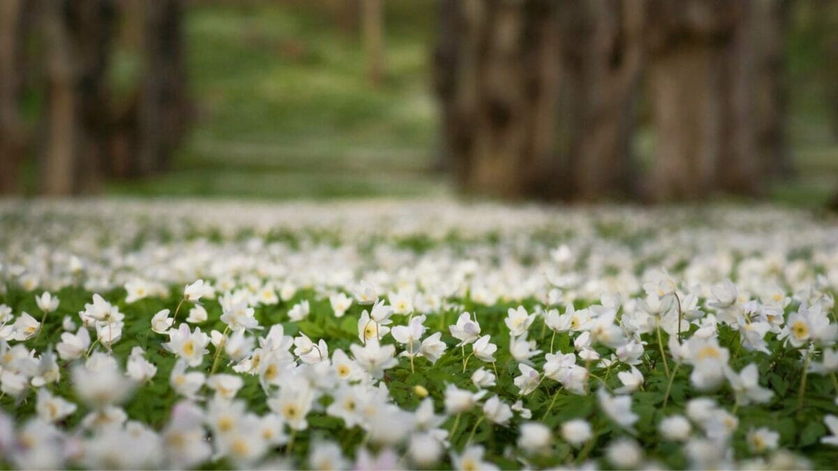 32 White Flowers That Bring Elegance to Your Backyard 28 32 White Flowers That Bring Elegance to Your Backyard - Wood Anemone Anemone nemorosa flowers dp8095083