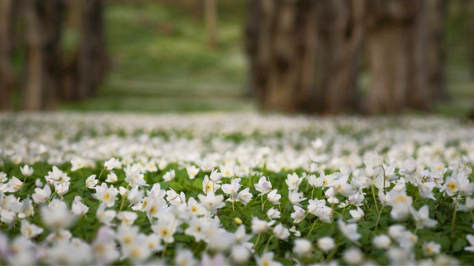 Wood-Anemone-Anemone-nemorosa-flowers-dp8095083 Wood Anemone (Anemone nemorosa) flowers