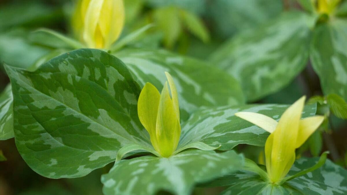 18 Beautiful Native Flowers That Deserve a Spot in Your Garden 17 18 Beautiful Native Flowers That Deserve a Spot in Your Garden - Yellow Trillium flowers ss1109318828