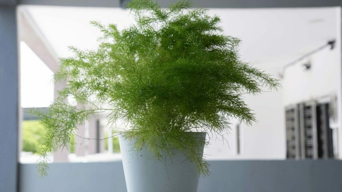 Beware of These 15 Plants—They'll Quickly Become Your Worst Enemies 16 asparagus fern