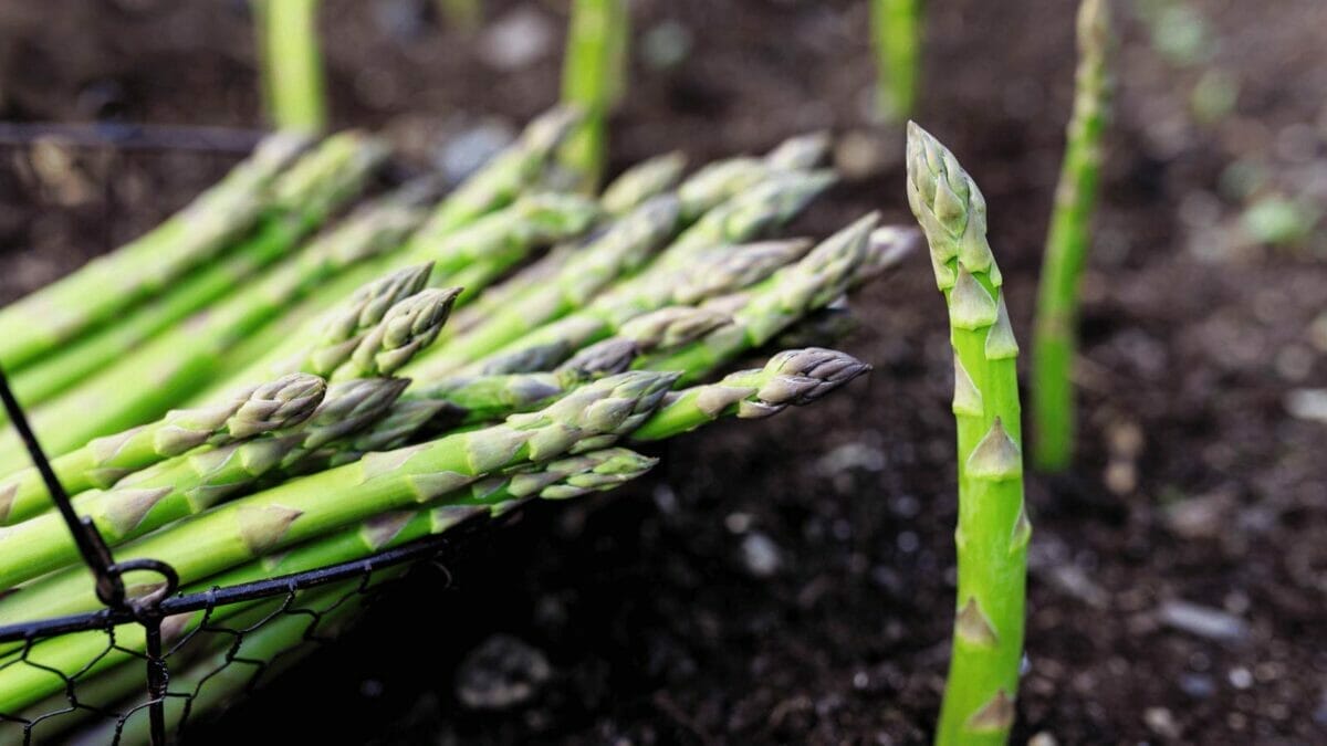 How to Grow Asparagus: 6 Step for Successful Growing 2 asparagus growing