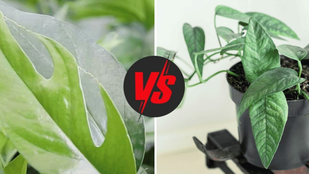 Fenestrated Pothos: Why Fenestration Happens & How to Get Them 5 Comparing baltic blue pothos vs cebu blue pothos plants.