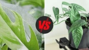 Plant Showdown: Baltic Blue Pothos vs Cebu Blue Pothos Plants 1 Comparing baltic blue pothos vs cebu blue pothos plants.