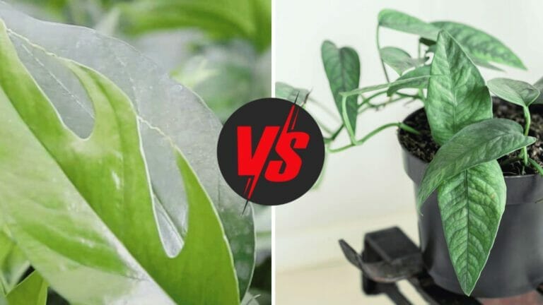 Plant Showdown: Baltic Blue Pothos vs Cebu Blue Pothos Plants 7 Comparing baltic blue pothos vs cebu blue pothos plants.