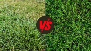 Bermuda Grass vs Crabgrass: Full Comparison & Key Differences 1 bermuda grass vs crabgrass