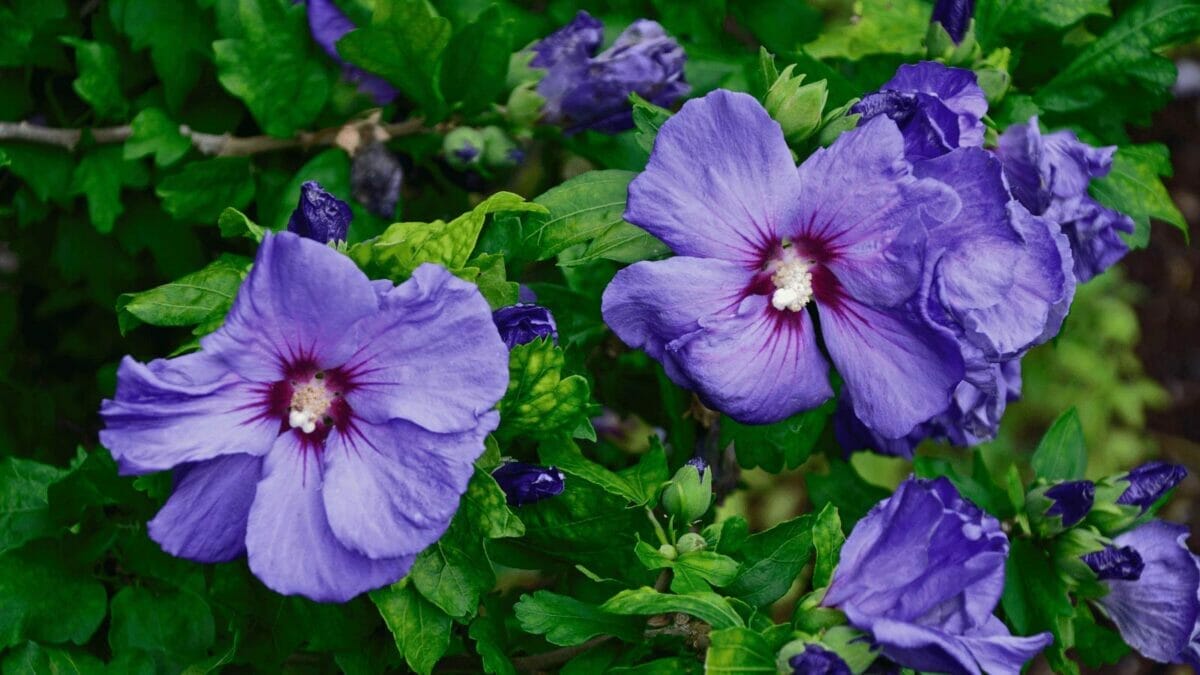15 Gorgeous Flowers to Brighten and Beautify Your Garden 5 15 Gorgeous Flowers to Brighten and Beautify Your Garden - blue bird hibiscus dp229598458