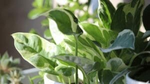 How to Care for Pothos in Winter: 7-Step Plant Survival Guide 1 caring for pothos in winter by a window