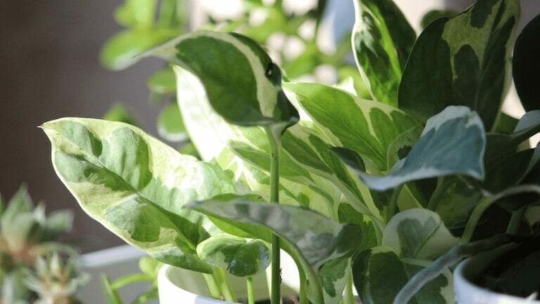 How to Care for Pothos in Winter: 7-Step Plant Survival Guide 10 caring for pothos in winter by a window