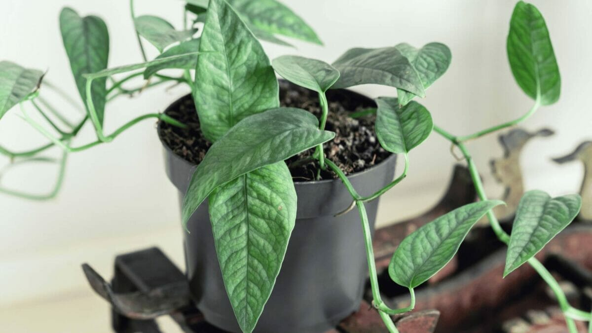 Cebu Blue Pothos: Care & Propagation Guide + 5 Problems to Avoid 4 cebu blue pothos in a nursery pot