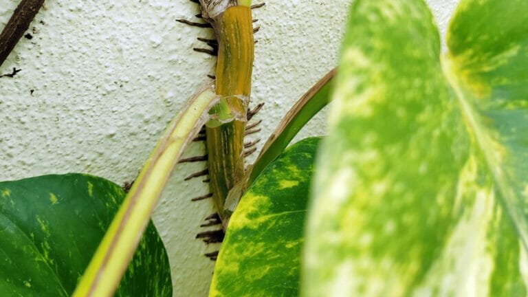 Pothos Aerial Roots: Why They Grow + What You Can Do 1 closeup of pothos aerial roots
