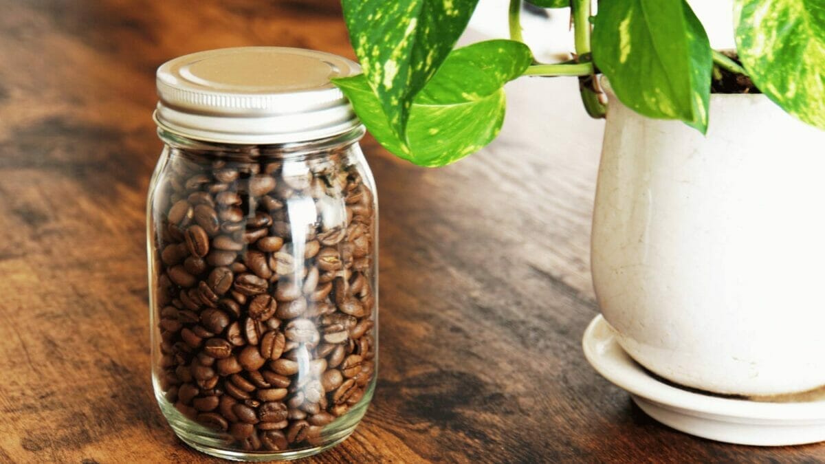 Homemade Fertilizer for Pothos: DIY Options for Thriving Plants 6 coffee grounds with pothos plant