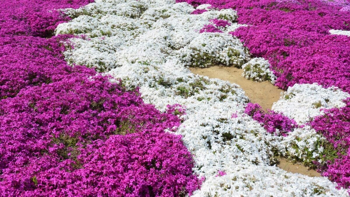 Say Goodbye to Weeding: 14 Perennial Wildflowers for a Carefree Garden - creeping phlox flowers dp476397590