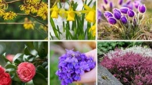 Stunning Early Spring Flowers Every Gardener Needs to Know About 1 group of early spring flowers blooming