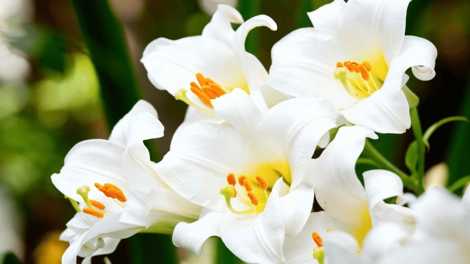 easter-lily-dp13740527 white easter lily, naked lady flower