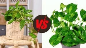 Plant Showdown: Emerald Pothos vs Global Green Pothos 1 emerald pothos vs global green pothos houseplants