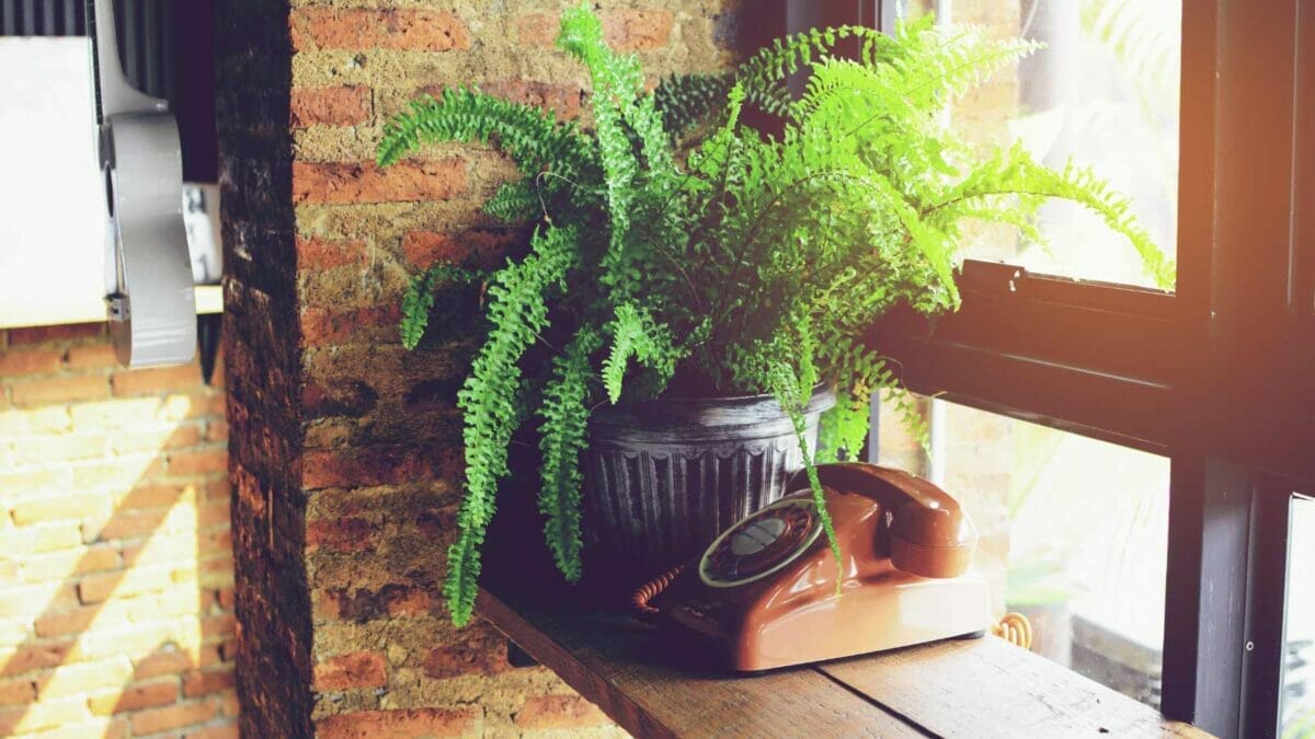 23 Outdated Home Trends Millennials Hate, But Boomers Love 24 23 Outdated Home Trends Millennials Hate, But Boomers Love - fern planter dp192552338