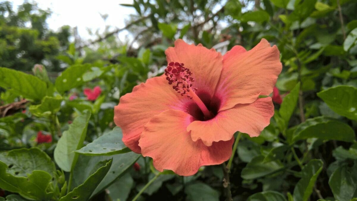 27 Rare Kinds of Hibiscus That Will Take Your Breath Away 11 Giant Rose Mallow