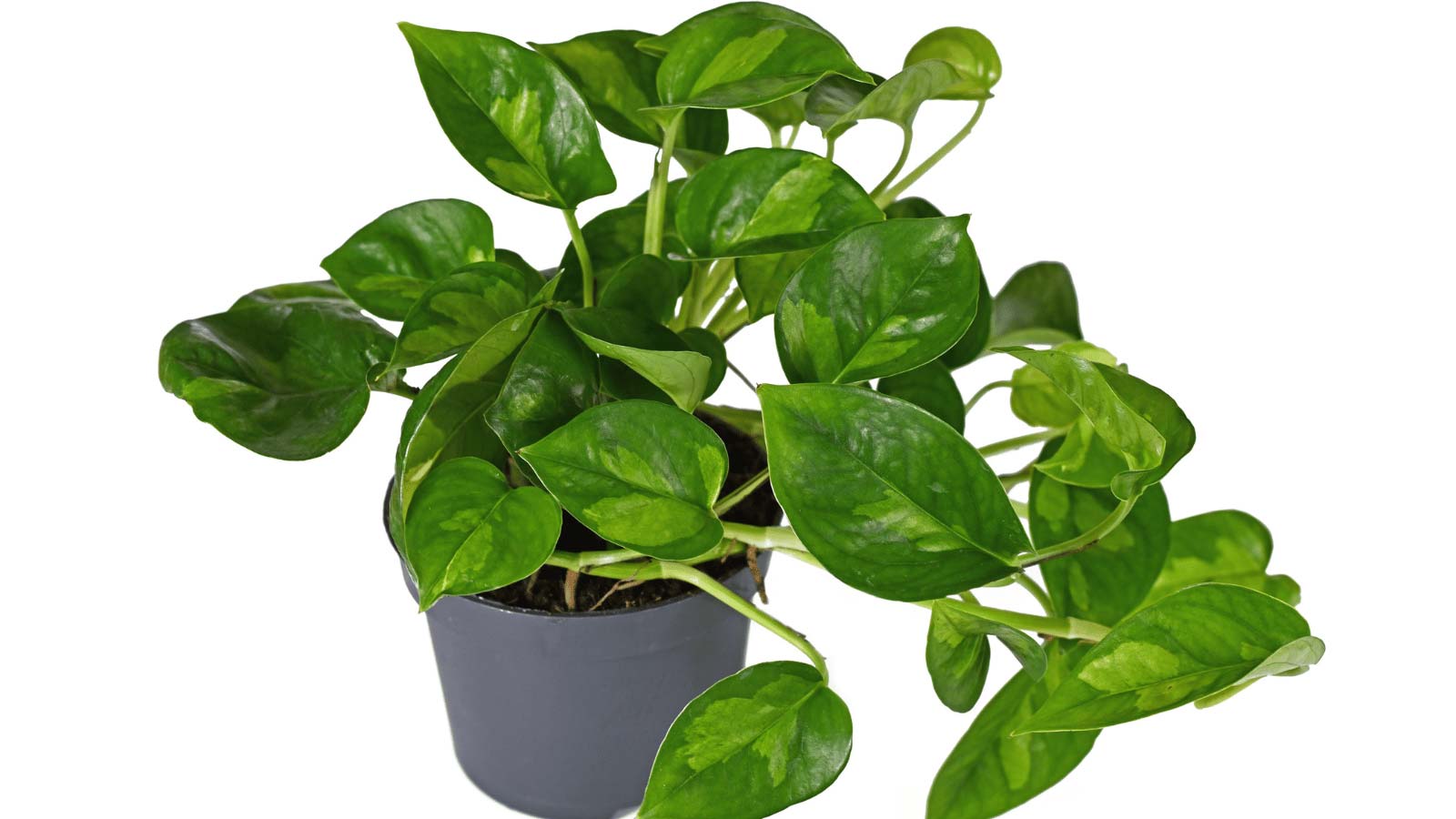 global-green-pothos-ss2141437461 global green pothos plant in pot
