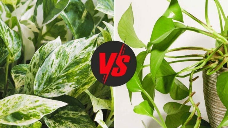 Golden Pothos vs Marble Queen: Compare & Find Out Which Is Better 6 golden pothos vs marble queen pothos plants