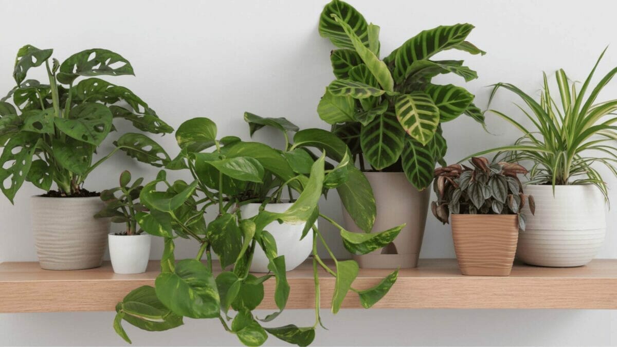 Should I Mist My Pothos? Misting Myth Busted + Easy Solutions 5 pothos with a group of other houseplants on a shelf